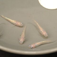 レア　ピンクサファイヤかがみ鱗（フラミンゴ）めだか幼魚　2ペアの画像