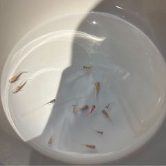 🐟.*･ﾟメダカ  小町ヒレ長  10匹の画像