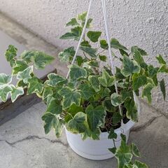 観葉植物アイビー（ハンギング）6号～7号鉢の画像