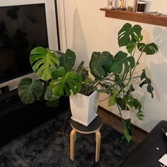 モンステラ 大型 鉢つき 観葉植物の画像