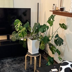 モンステラ 大型 鉢つき 観葉植物の画像
