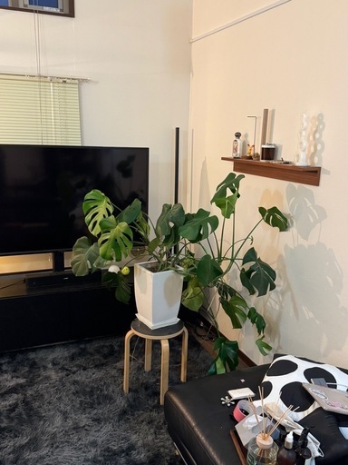 モンステラ 大型 鉢つき 観葉植物