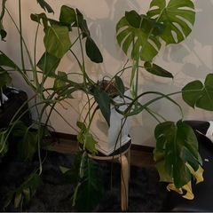 モンステラ 大型 鉢つき 観葉植物の画像