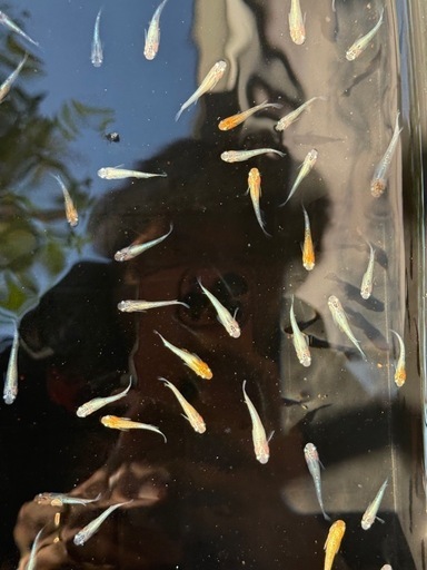 煌　メダカ　若魚