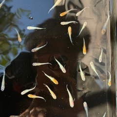 煌　メダカ　若魚の画像