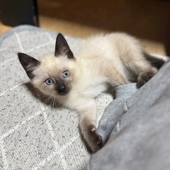 かわいいシャム猫のオス