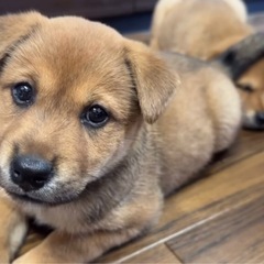 柴犬×MIX