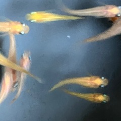 メダカ　紅ヒカリ体型　10匹の画像