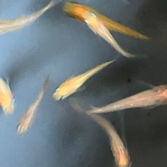 メダカ　紅ヒカリ体型　10匹の画像