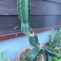 ☆柱サボテン　ブランチ☆鬼面角の画像