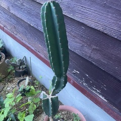 ☆柱サボテン　ブランチ☆鬼面角の画像