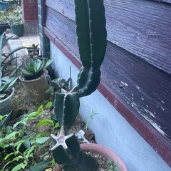 ☆柱サボテン　ブランチ☆鬼面角の画像