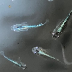 メダカ　サバの極み 10匹の画像