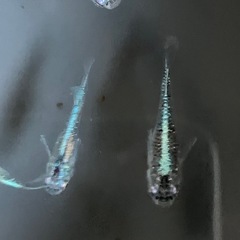 メダカ　サバの極み 10匹の画像