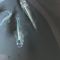 メダカ　サバの極み 10匹の画像