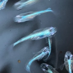 メダカ　サバの極み 10匹の画像