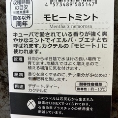 モヒートミント。鉢ごとどうぞ。の画像