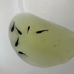メダカ　ブラックダイヤの画像