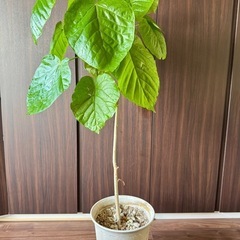 🌳元気なウンベラータです🌳の画像
