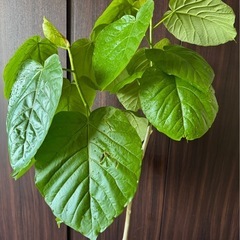 🌳元気なウンベラータです🌳の画像