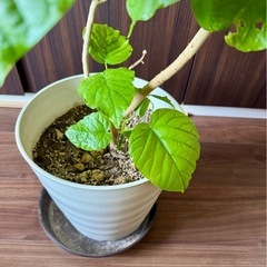 🌳低い目のウンベラータ🌳の画像