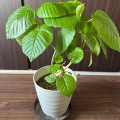 🌳低い目のウンベラータ🌳の画像