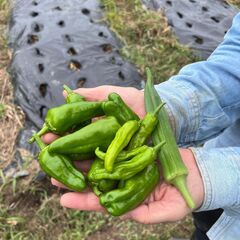 糸島市の貸し農園～自然豊かな場所と風が吹き抜ける畑～の画像