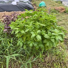 糸島市の貸し農園～自然豊かな場所と風が吹き抜ける畑～の画像