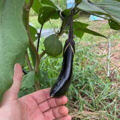 糸島市の貸し農園～自然豊かな場所と風が吹き抜ける畑～の画像