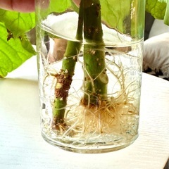 🌱ウンベラータ水栽培🌱根しっかり出てますの画像