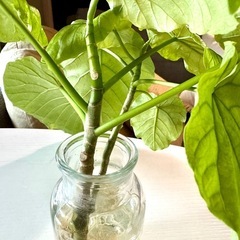 🌱ウンベラータ水栽培🌱根しっかり出てますの画像