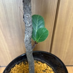 カシワバゴムノキの画像