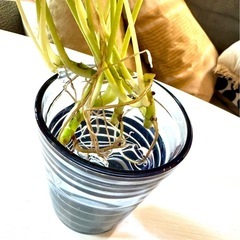🌱ライムグリーンポトス水栽培🌱の画像