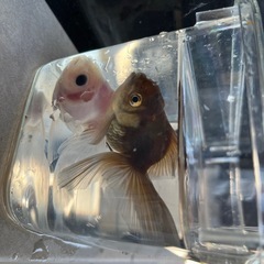 金魚（ローズテールオランダ）の画像