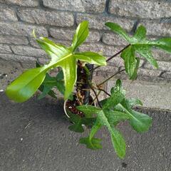 ユニークな切れ込み葉　🌿フィロデンドロン·フロリダ🌿の画像