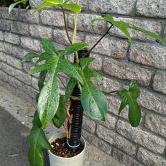 ユニークな切れ込み葉　🌿フィロデンドロン·フロリダ🌿の画像