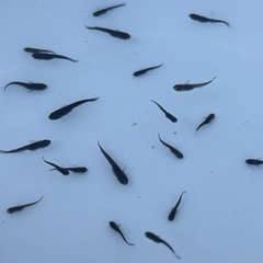 メダカ　サタン　稚魚〜若魚　③                      30匹＋αの画像