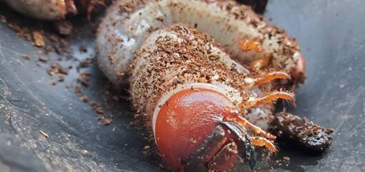 超希少種！ケンタウルスミツノカブト（アルゼンチン・イグアス産）3令2頭 F9 種親73.0mm×62.5mm 数量限定