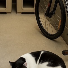 野良猫・地域猫についてお話しできる仲間を探しています