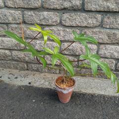 葉っぱの形がオシャレ！　🌿フィロデンドロン·フロリダ🌿の画像