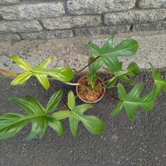 葉っぱの形がオシャレ！　🌿フィロデンドロン·フロリダ🌿の画像