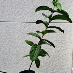 ばんしるの苗の画像