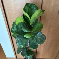 カシワバゴムノキの画像