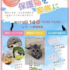 🐾保護猫譲渡会🐾