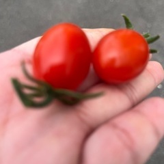 9/8処分【家庭菜園】ミニトマト 大量ありますの画像