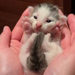 （予約受付中）仔猫ちゃん