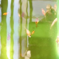 ピンポンパール稚魚　1㎝前後の画像