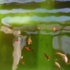 ピンポンパール稚魚　1㎝前後の画像