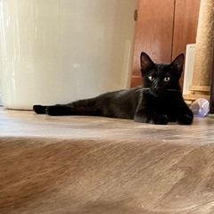 3ヶ月黒猫(尻尾長い子)女の子 - 福岡市