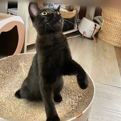 3ヶ月黒猫(尻尾長い子)女の子の画像